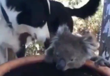 Australia, così il cane aiuta il koala